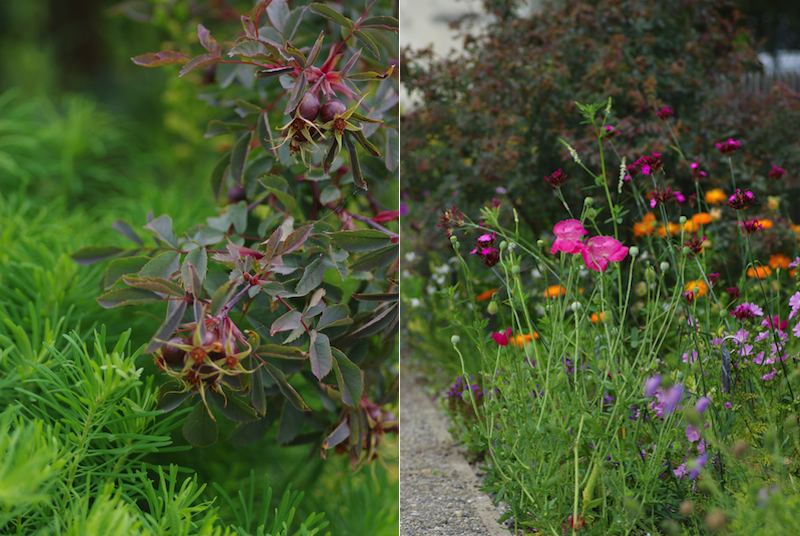 Wildstauden-Rosa-glauca-Euphorbia-cyparissias
